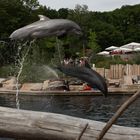 Fliegende Delphine im Tiergarten Nürnberg