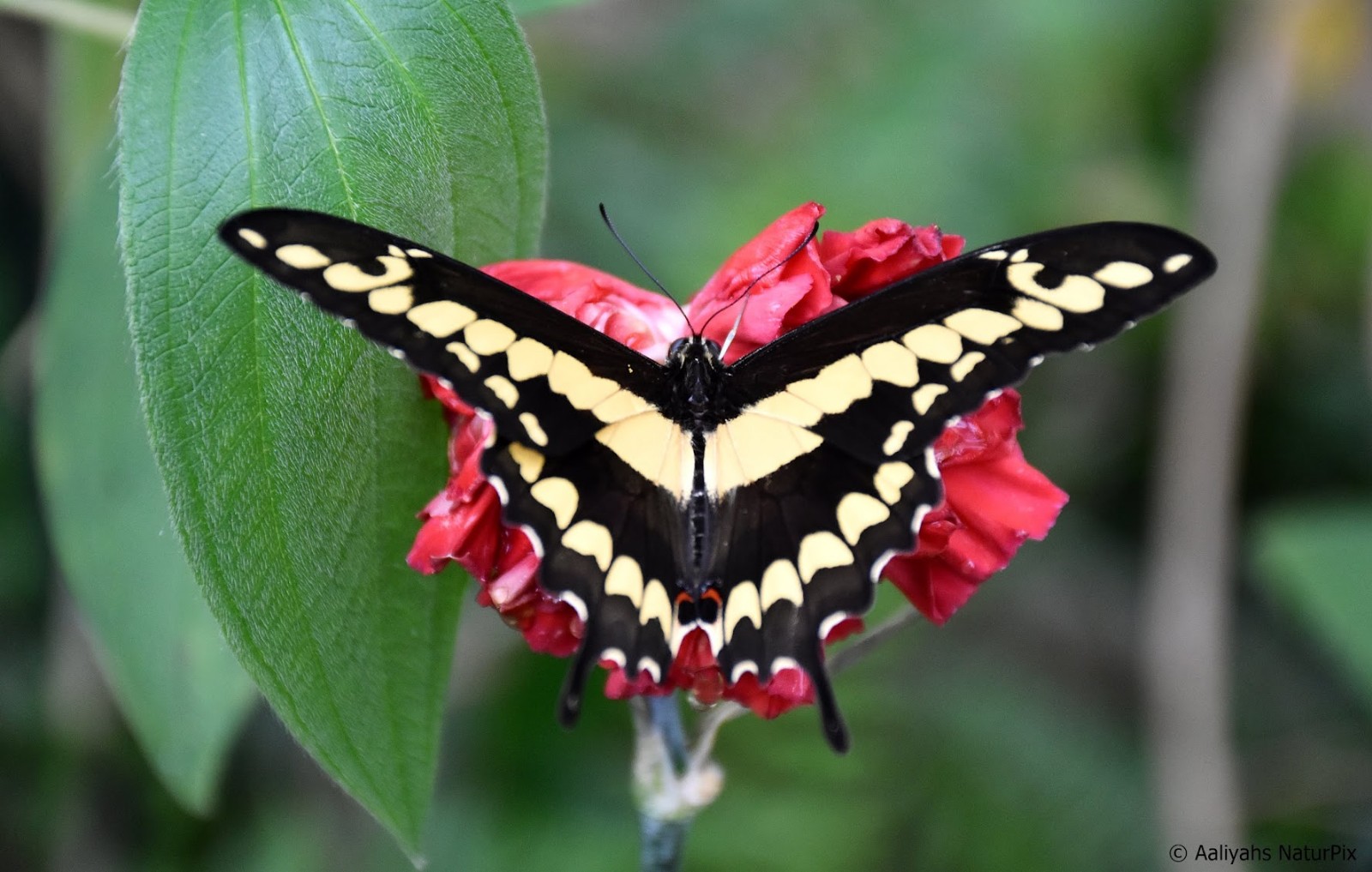 Fliegende Diamaten