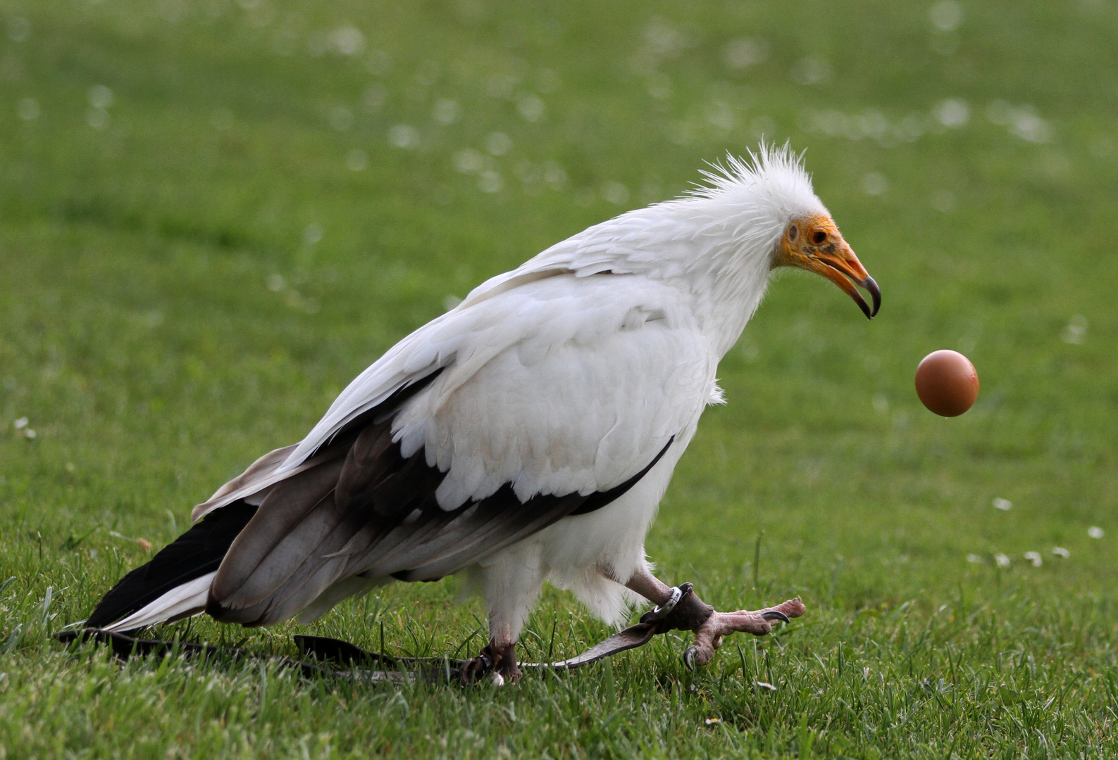 Fliegende Eier