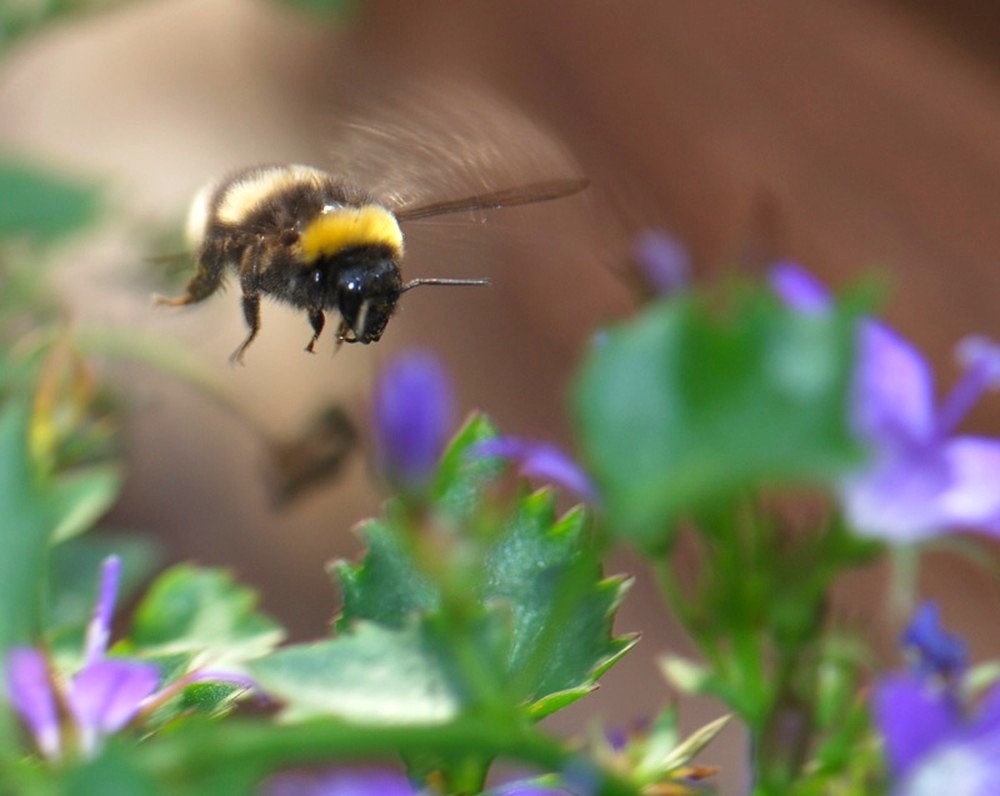 fliegende Erdhummel