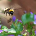 fliegende Erdhummel