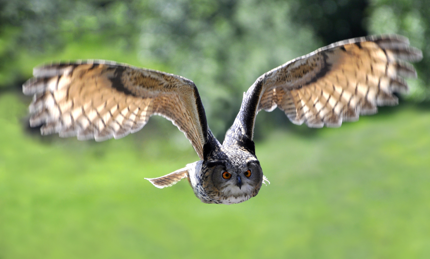 Fliegende Eule Foto & Bild | tiere, zoo, wildpark & falknerei, vögel