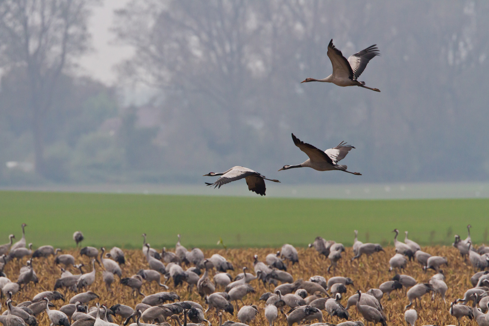 Fliegende Familie