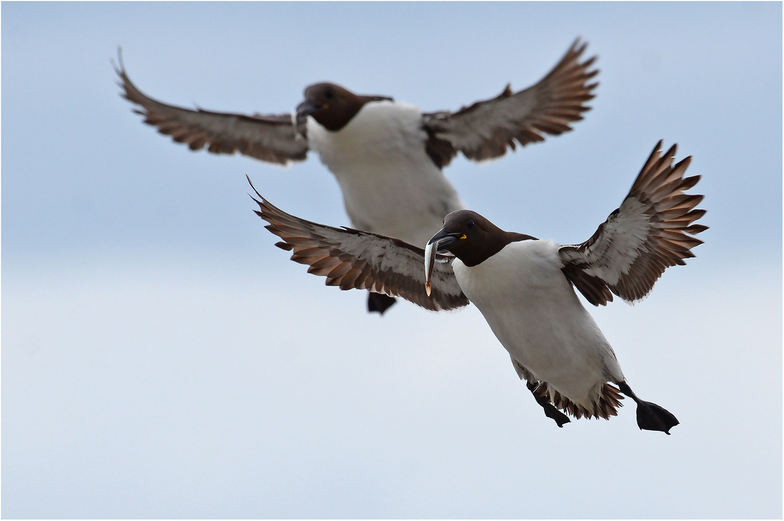 "Fliegende Fische"