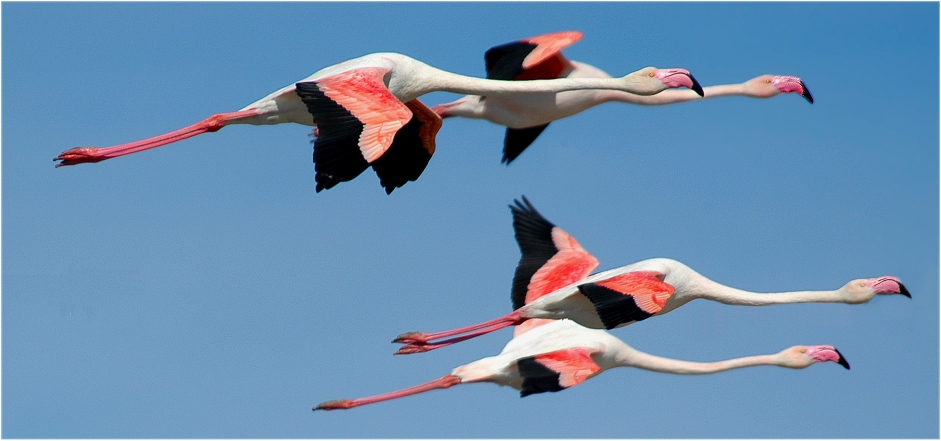 Fliegende Flamingos