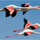 Fliegende Flamingos