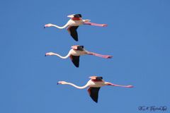 Fliegende Flamingos