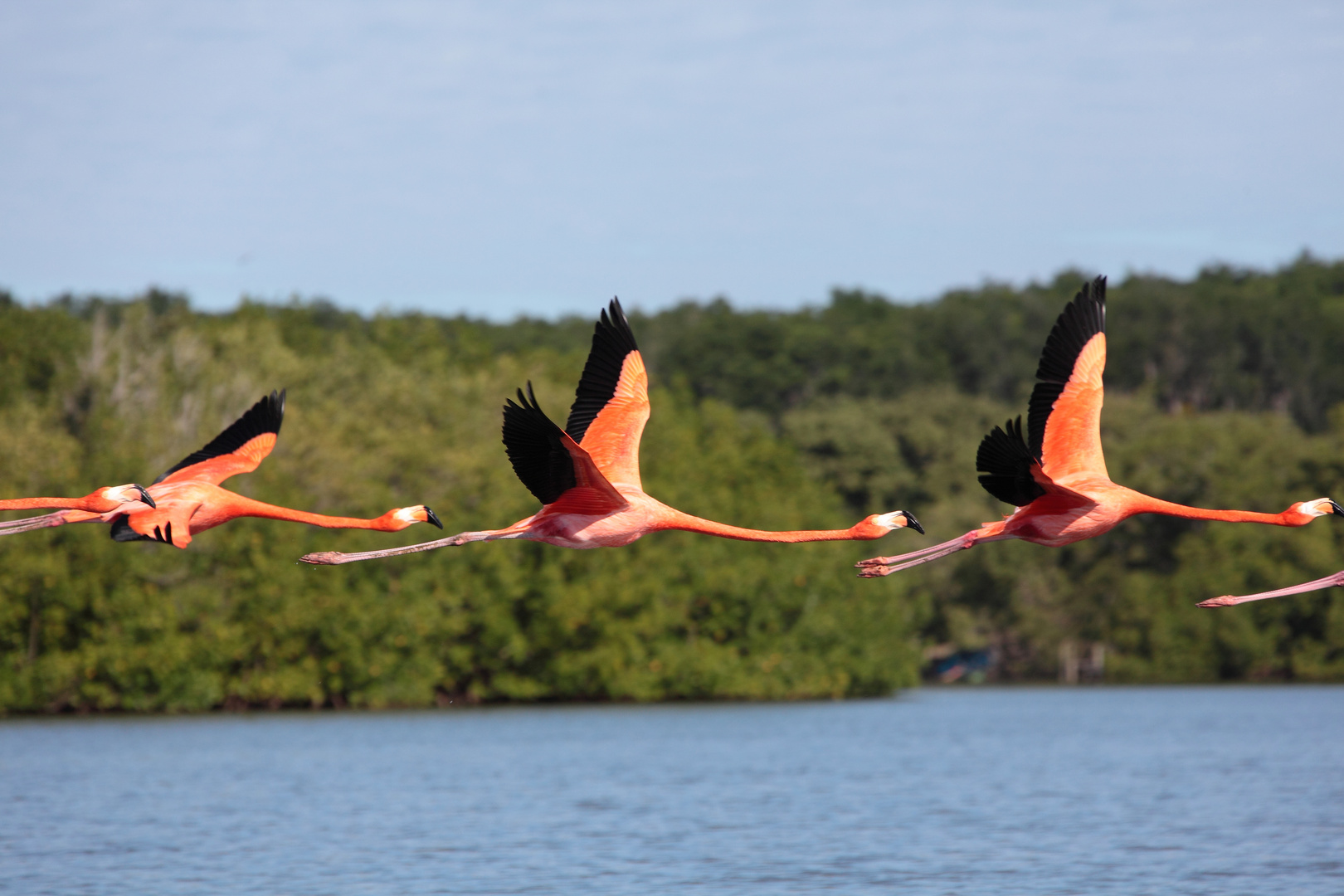 fliegende Flamingos