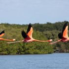 fliegende Flamingos