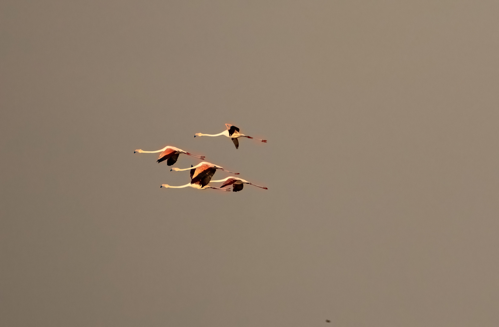 Fliegende Flamingos