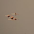 Fliegende Flamingos