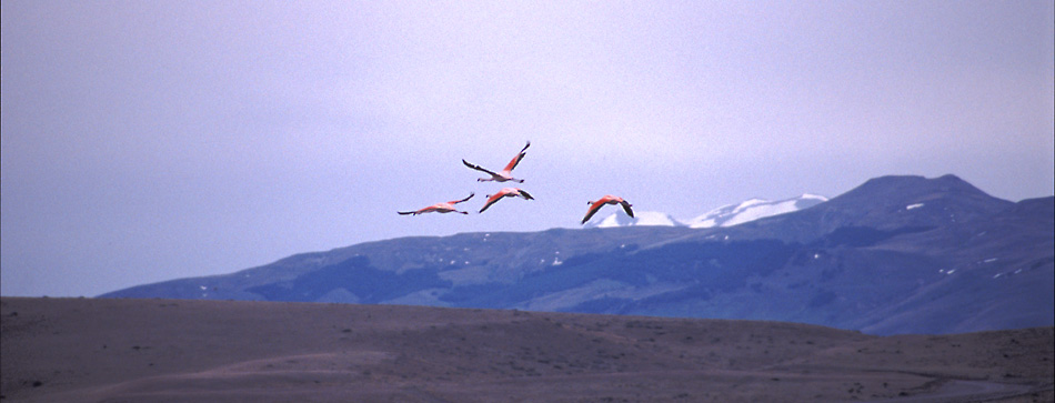 Fliegende Flamingos in der Weite Patagoniens