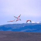 Fliegende Flamingos in der Weite Patagoniens