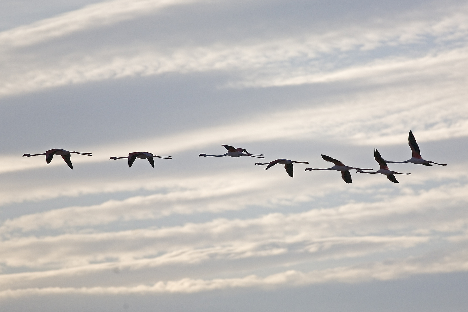 Fliegende Flamingos über Digue de la mer