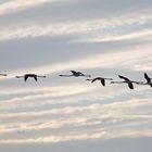 Fliegende Flamingos über Digue de la mer