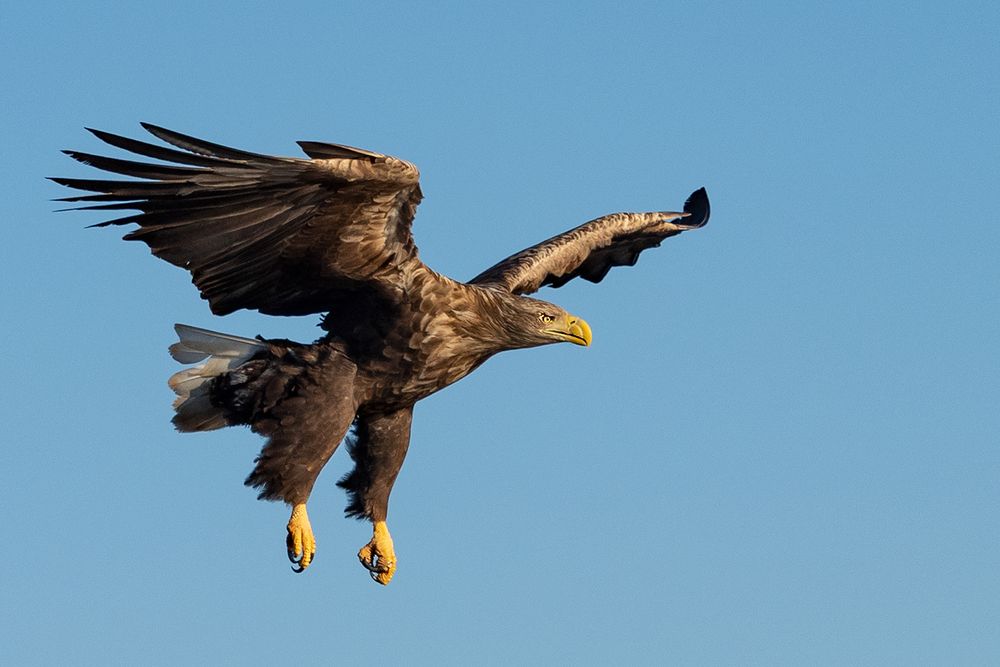 fliegende Flatterhosen