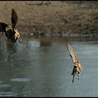 Fliegende Fleckenflughühner