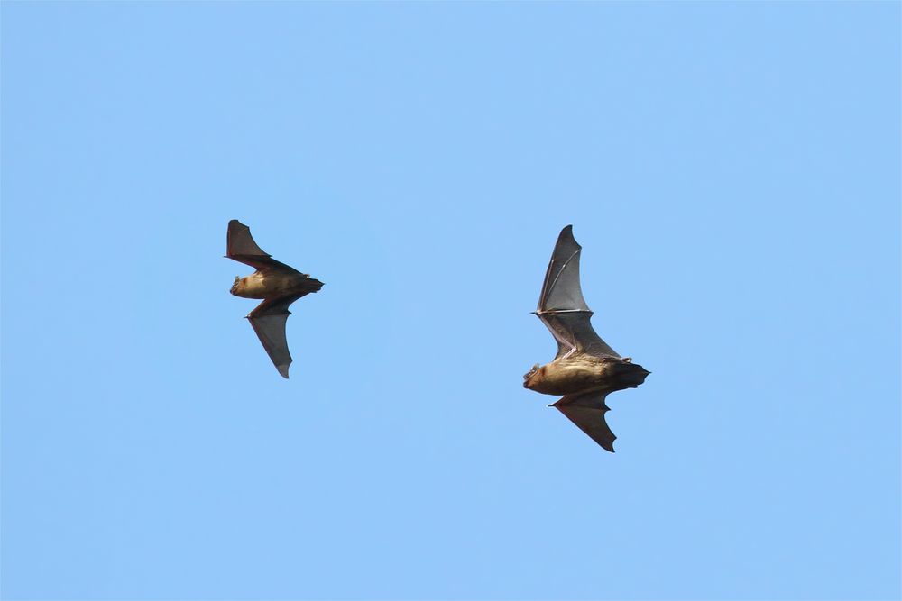 Fliegende Fledermaus - 2 Bilder zusammen gefügt - Doku -