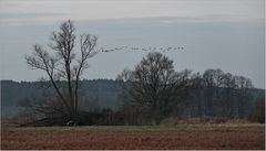 Fliegende Gänse ...