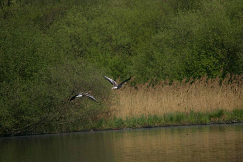 fliegende Gänse