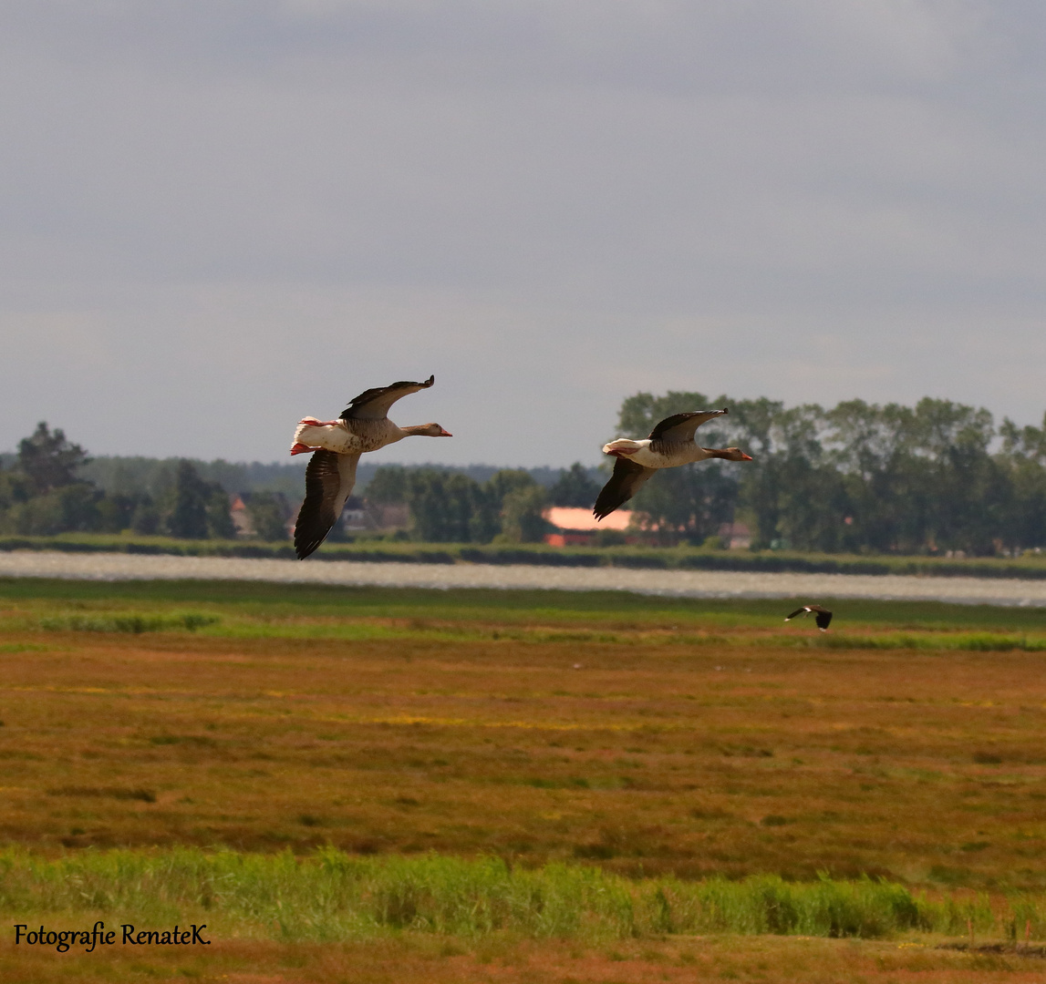 Fliegende Gänse auf der Großen Kirr