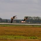 Fliegende Gänse auf der Großen Kirr