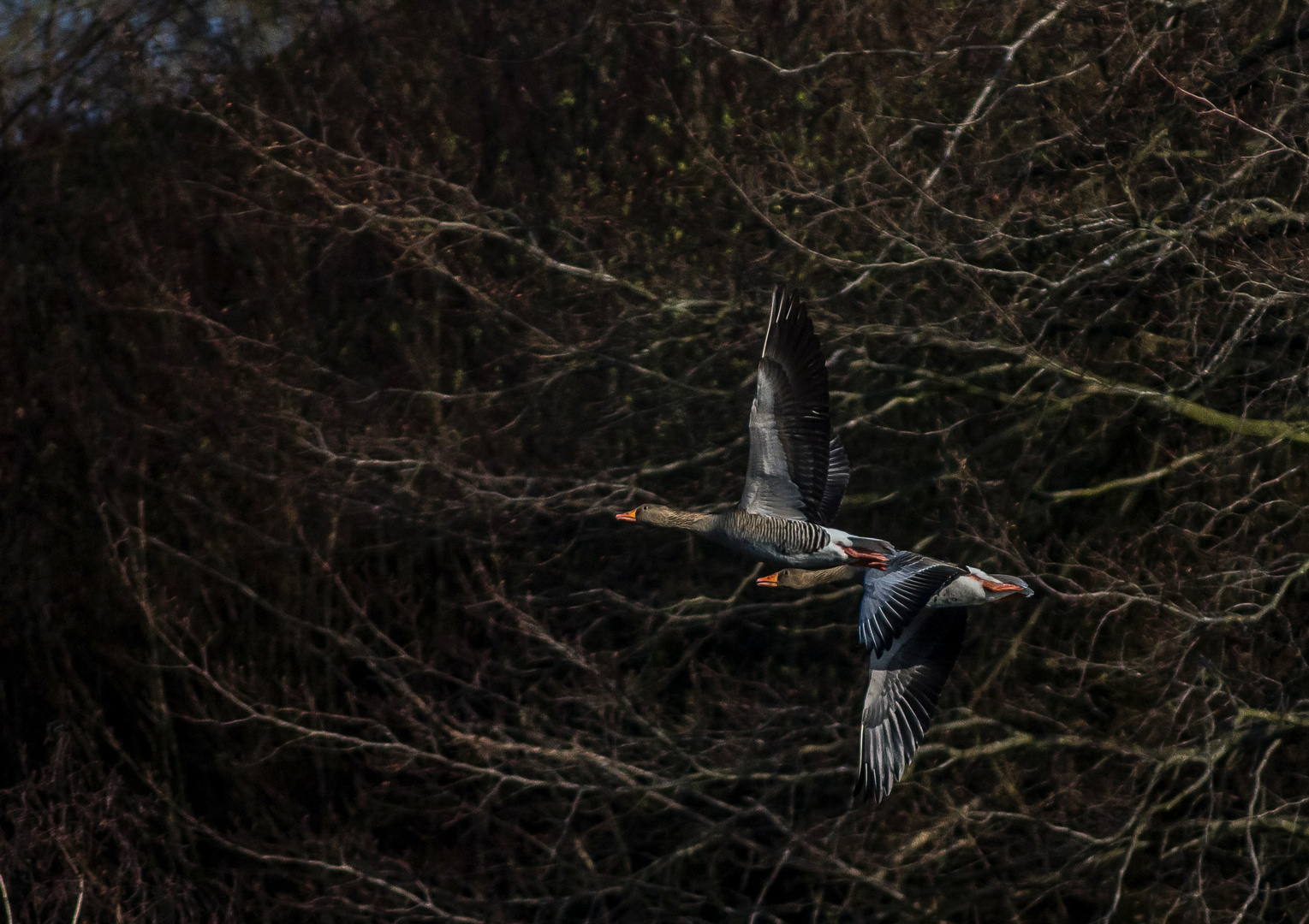 fliegende Gänse