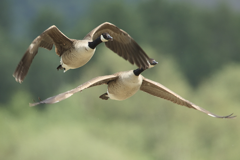 Fliegende Gänse