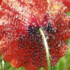 Fliegende Gäste auf Klatschmohn