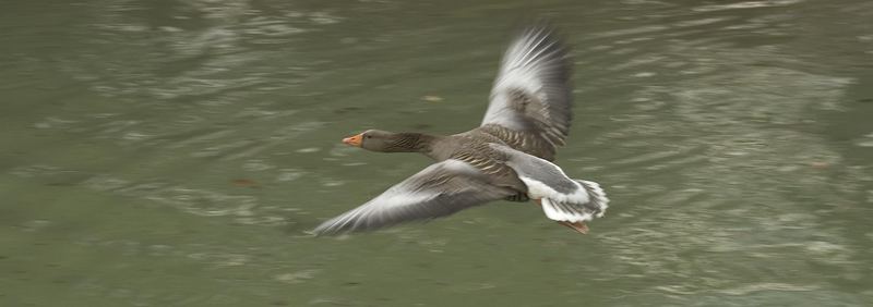 Fliegende Gans