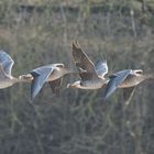 fliegende Graugänse 