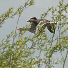 fliegende Graugänse