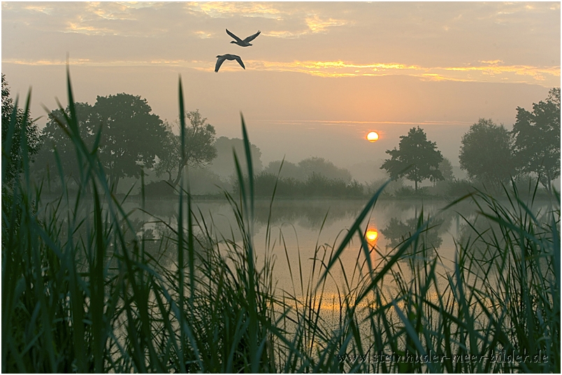 Fliegende Graugänse bei Sonnenaufgang über den Hagenburger Teichen am Steinhuder Meer