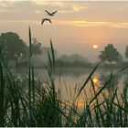 Fliegende Graugänse bei Sonnenaufgang über den Hagenburger Teichen am Steinhuder Meer