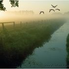 Fliegende Graugänse im Morgennebel bei Sonnenaufgang im Meerbruch am Steinhuder Meer