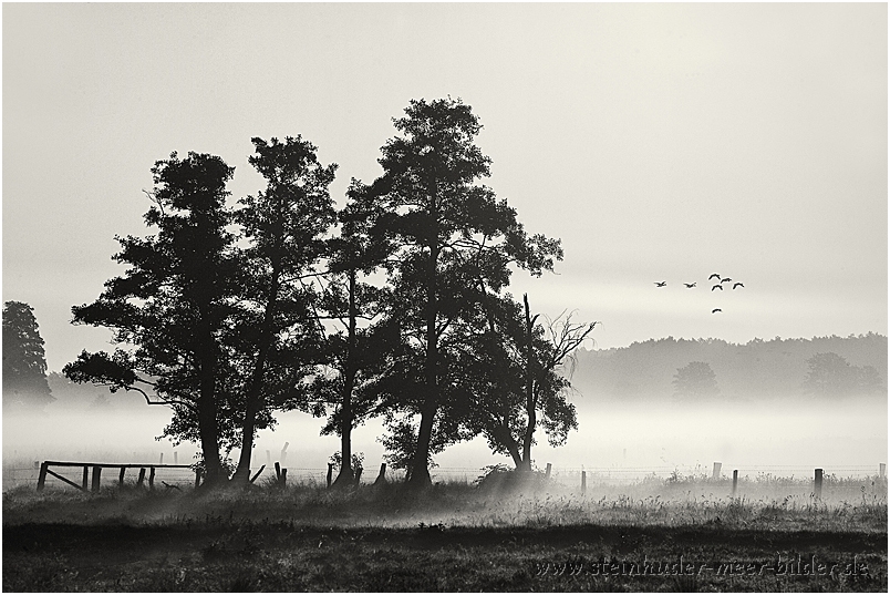 Fliegende Graugänse im Morgennebel im Meerbruch am Steinhuder Meer