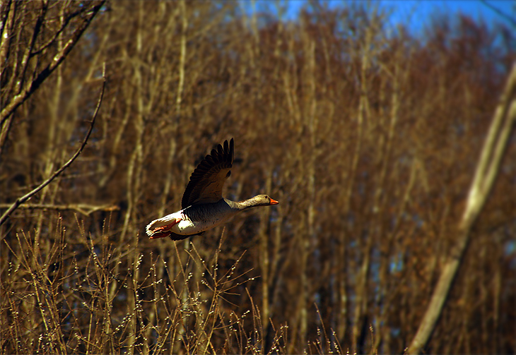 fliegende Graugans