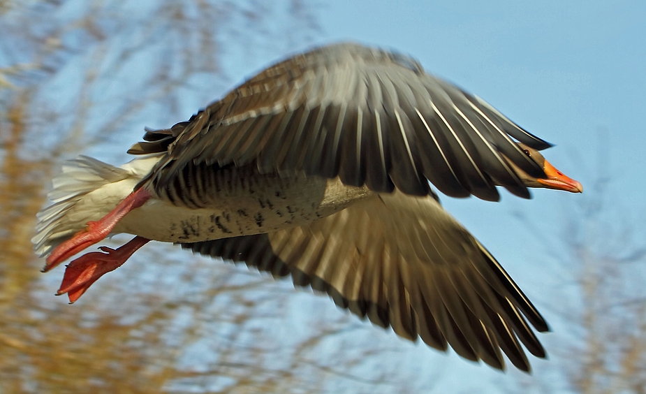 Fliegende Graugans