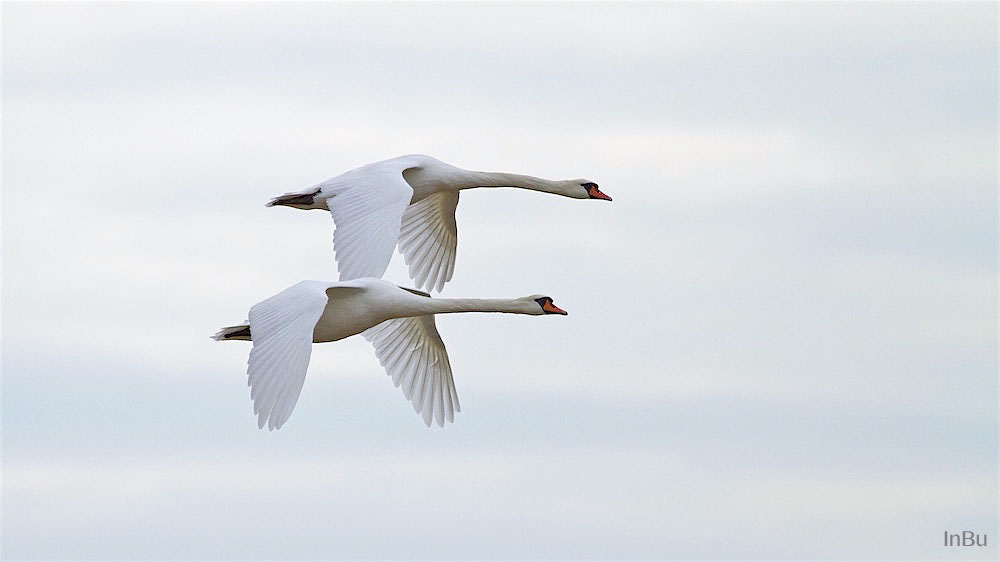 fliegende Höckerschwäne