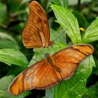 Fliegende Holländer, Dryas julia