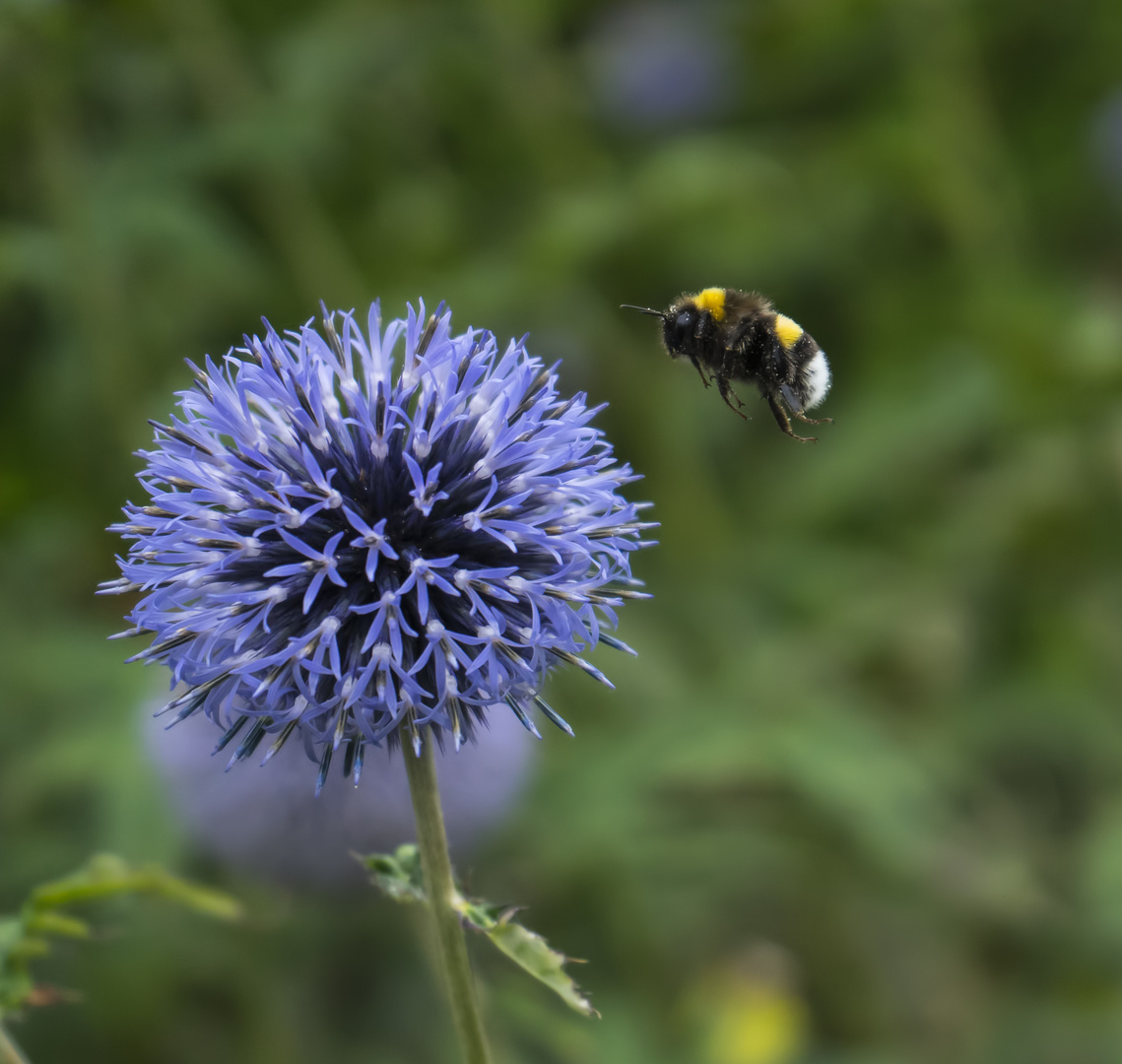 Fliegende Hummel