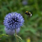 Fliegende Hummel