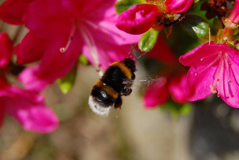 Fliegende Hummel