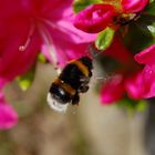 Fliegende Hummel