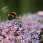 Fliegende Hummel