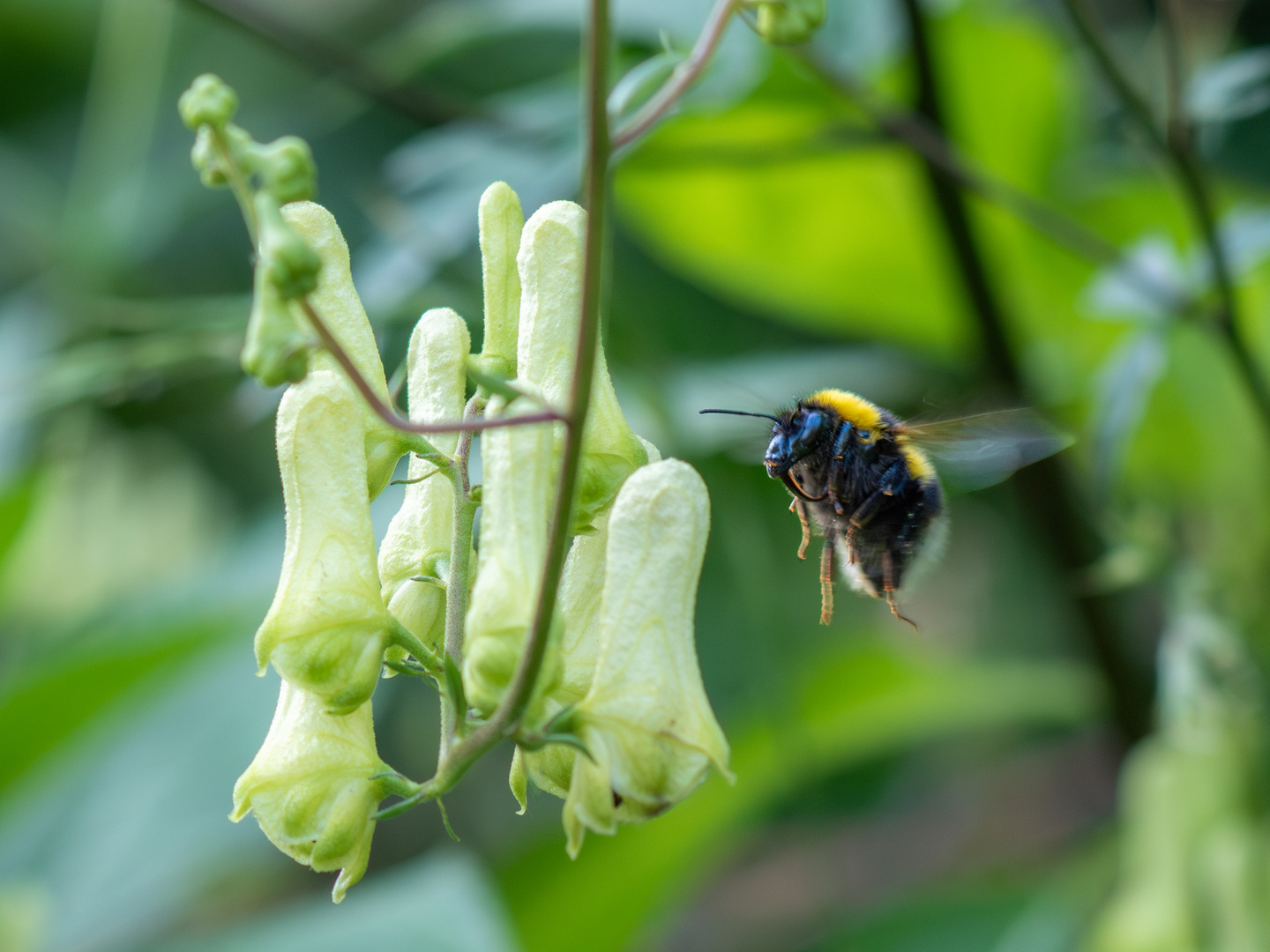 Fliegende Hummel am Wolfs Eisenhut