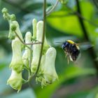 Fliegende Hummel am Wolfs Eisenhut