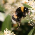 fliegende Hummel- tierische Besucher der BUGA Schwerin