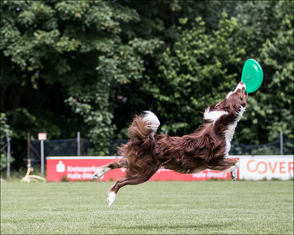 Fliegende Hunde 01