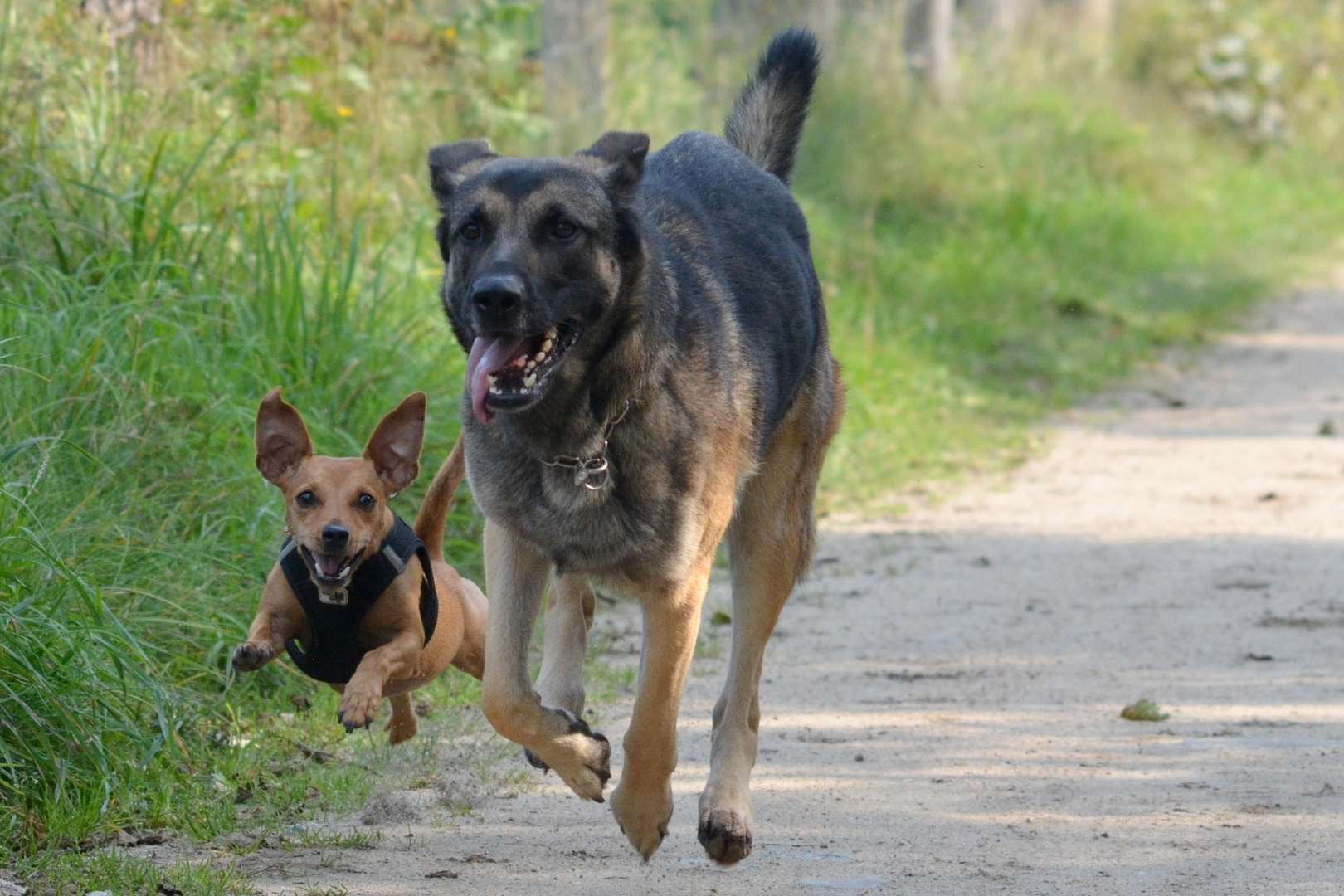 Fliegende Hunde